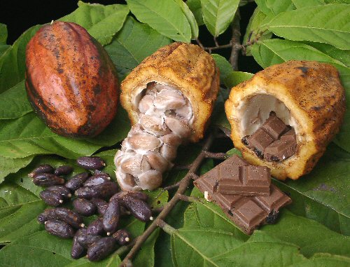 Cacaoplanten